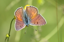 Ohniváček modrolesklý - Lycaena alciphron, Polsko- Kudowa, 15.6. 2012