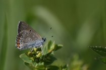 Ohniváček modrolesklý - Lycaena alciphron, Polsko- Kudowa, 15.6. 2012