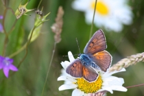 Ohniváček modrolesklý - Lycaena alciphron, Polsko - Kudowa, 22.6.2013