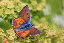 Ohniváček modrolesklý - Lycaena alciphron , Saska Montana, 11.6.2015 