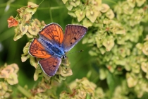 Ohniváček modrolesklý - Lycaena alciphron , Saska Montana, 11.6.2015 