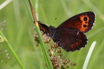 Okáč černohnědý - Erebia ligea , Karlow, 20.7.2013