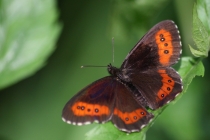 Okáč černohnědý - Erebia ligea , Orlické hory- Panské pole, 14.7.2011
