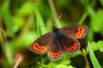Okáč horský - Erebia epiphron , Krkonoše- Zelený důl, 27.7.2012