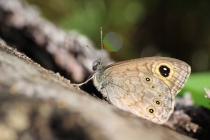 Okáč ječmínkový - Lasiommata maera , Gory Stolowe, 26.6.2014 
