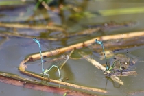 Šidélko páskované - Coenagrion puella , Náchod- rybníčky pod Vojenským hřbitovem, 23.5.2009 