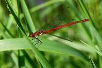 Šidélko ruměnnné - Pyrrhosoma nymphula , Zlíčský rybník, 23.5.2009