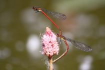 Šidélko ruměnnné - Pyrrhosoma nymphula , Zlíčský rybník, 8.6.2009