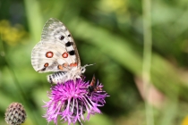 Jasoň červenooký - Parnassius apollo , Slovensko- Pieniny, 10.7.2011 