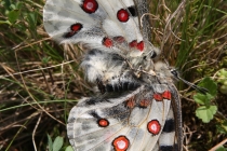 Jasoň červenooký - Parnassius apollo , Slovensko- Pieniny, 10.7.2011