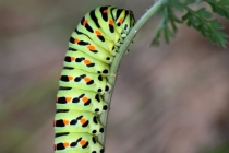 Otakárek fenyklový - Papilio machaon - housenka, Říkov, 30.8.2012 