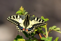 Otakárek fenyklový - Papilio machaon , Jičín- Zebín, 28.4.2012