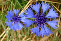 Chrpa polní (modrá) - Centaurea cyanus, Žďárky, 21.6.2008