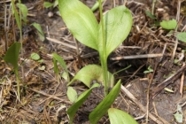 Hadilka obecná - Ophioglossum vulgatum, PR Dubno, 4.6.2009