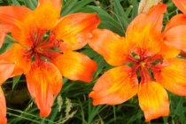 Lilie cibulkonosná- Lilium bulbiferum, Orlické hory