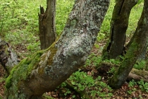 Krkonoše - Rýchorský prales