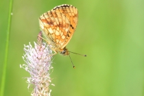 Perleťovec kopřivový - Brenthis ino , Orlické hory, 2.7.2015 