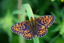 Perleťovec kopřivový - Brenthis ino , Orlické hory, 27.6.2011 