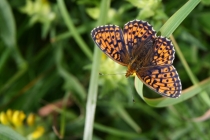 Perleťovec kopřivový - Brenthis ino , Orlické hory, 27.6.2011 