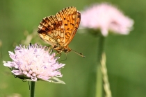 Perleťovec kopřivový - Brenthis ino , Orlické hory, 8.7.2011 