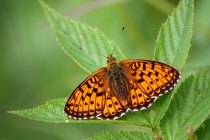 Perleťovec kopřivový - Brenthis ino , Orlické hory- U Žídků, 20.6.2012 