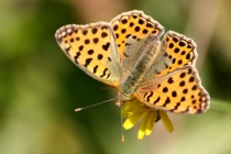 Perleťovec malý - Issoria lathonia , Česká Skalice, 8.9.2009 