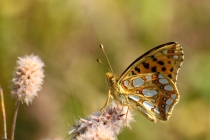 Perleťovec malý - Issoria lathonia , Česká Skalice, 8.9.2009 