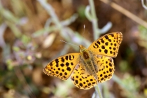 Perleťovec malý - Issoria lathonia , Eibenthal, 11.6.2015 