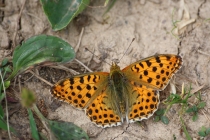 Perleťovec malý - Issoria lathonia , Náchod, 15.7.2010