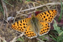 Perleťovec malý - Issoria lathonia , Vysokov, 15.7.2010