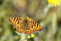 Perleťovec malý - Issoria lathonia , Vysokov, 26.4.2013 