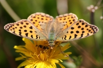 Perleťovec malý - Issoria lathonia , Vysokov, 8.9.2009 