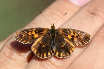 Perleťovec nejmenší - Boloria dia , Vránová Lhota, 16.9.2012 