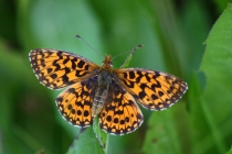 Perleťovec nejmenší - Boloria dia , Vysokov, 18.8.2009  