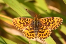 Perleťovec nejmenší - Boloria dia , Vysokov, 18.8.2009