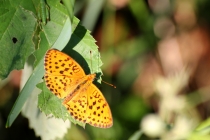 Perleťovec ostružinový - Brenthis daphne , Eibenthal, 7.6.2015 