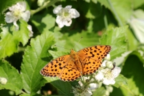 Perleťovec ostružinový - Brenthis daphne , Eibenthal, 7.6.2015 