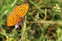 Perleťovec ostružinový - Brenthis daphne , Eibenthal, 7.6.2015 