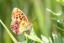 Perleťovec ostružinový - Brenthis daphne , Eibenthal, 7.6.2015 