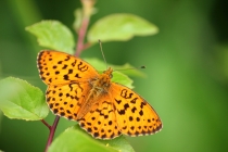 Perleťovec ostružinový - Brenthis daphne , Eibenthal, 7.6.2015 