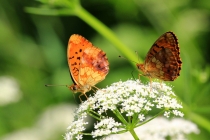 Perleťovec ostružinový - Brenthis daphne , Eibenthal, 7.6.2015 