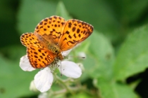 Perleťovec ostružinový - Brenthis daphne , Makedonie- Šar Planina, 11.7.2013