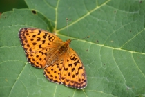 Perleťovec ostružinový - Brenthis daphne , Makedonie- Šar Planina, 11.7.2013