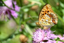Perleťovec prostřední - Argynnis adippe , Orlické hory, 24.7.2009 