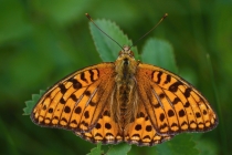 Perleťovec prostřední - Argynnis adippe , Orlické hory, 26.7.2009 