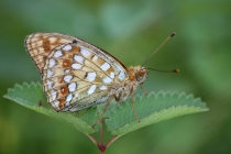 Perleťovec prostřední - Argynnis adippe , Orlické hory, 26.7.2009 