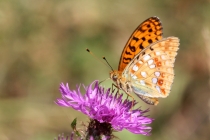 Perleťovec prostřední - Argynnis adippe , Orlické hory, 28.7.2013