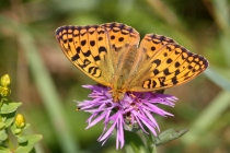 Perleťovec prostřední - Argynnis adippe , Polsko- Homole, 23.7.2013 