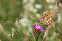 Perleťovec prostřední - Argynnis adippe , Polsko- Homole, 23.7.2013 