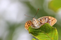 Perleťovec prostřední - Argynnis adippe , Velká Fatra, 22.7.2014